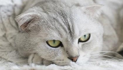 开云电竞登录入口-新星崛起！年轻球员在德甲赛场大放异彩，德甲球员年龄限制